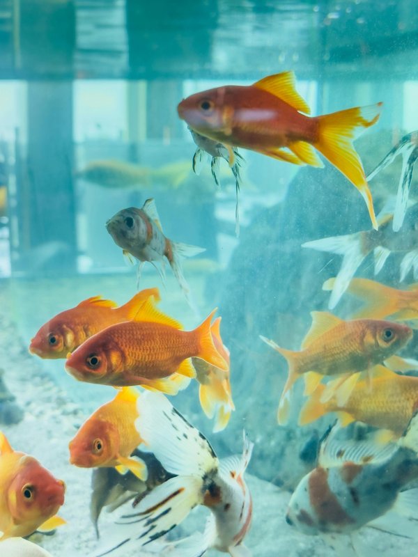 Idées déco aquarium : transformez votre intérieur en paradis aquatique